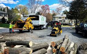 Best Tree Trimming and Pruning  in Chimayo, NM