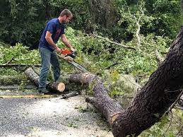 Best Lawn Grading and Leveling  in Chimayo, NM