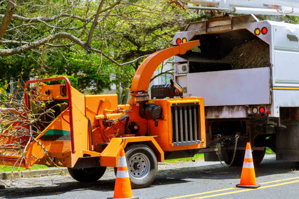 Best Seasonal Cleanup (Spring/Fall)  in Chimayo, NM