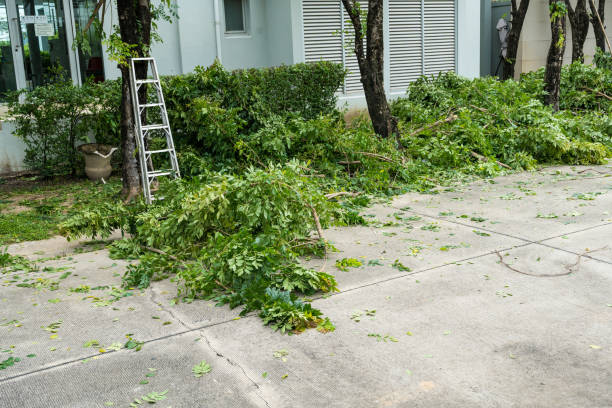 Best Leaf Removal  in Chimayo, NM