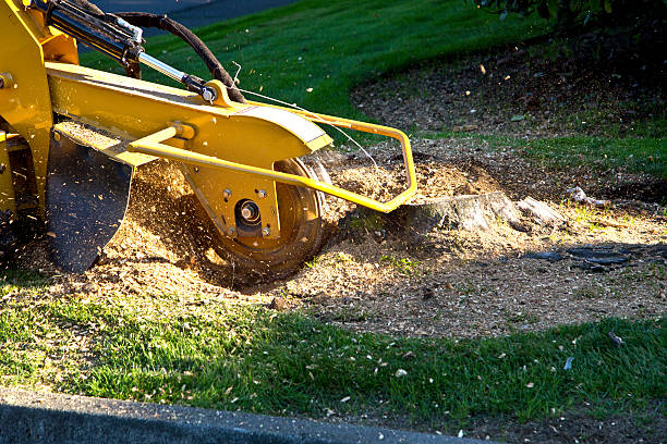 Best Hazardous Tree Removal  in Chimayo, NM