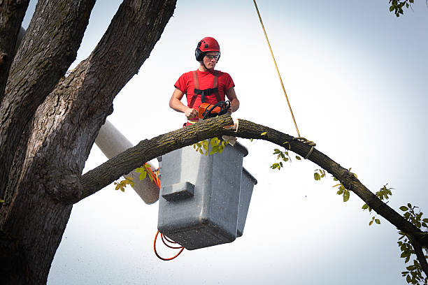 Best Tree Mulching  in Chimayo, NM