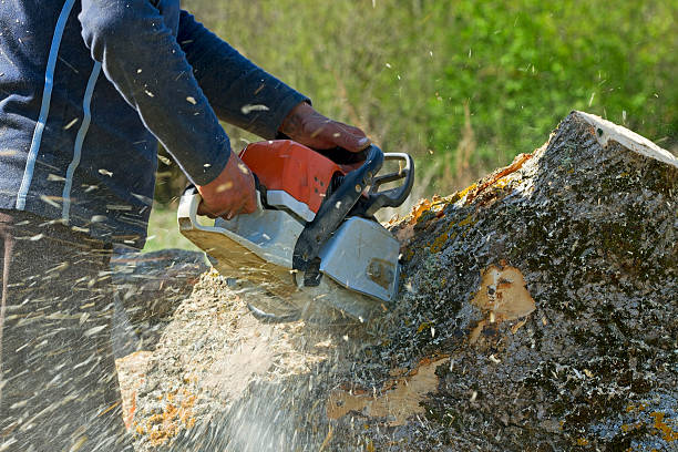 Best Root Management and Removal  in Chimayo, NM