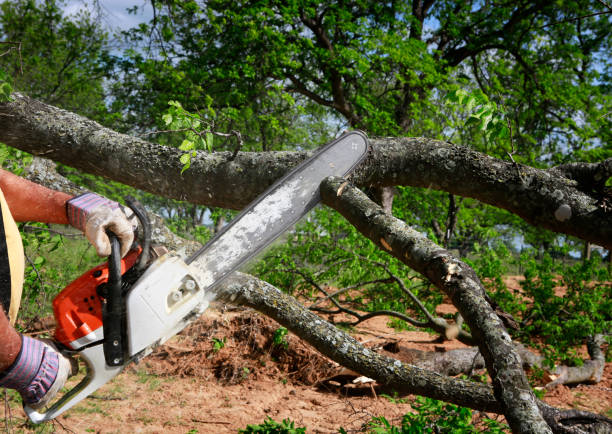 Best Tree Removal  in Chimayo, NM