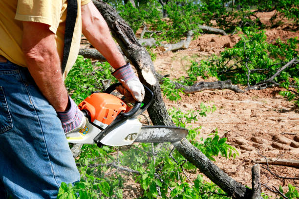 Best Lawn Maintenance Plans  in Chimayo, NM